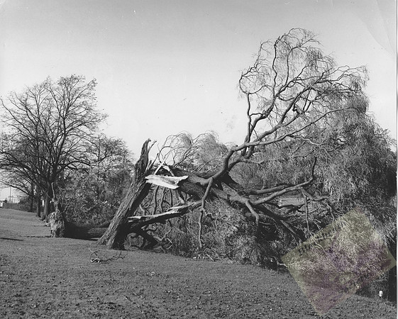 005838 Folly Pond, 1987