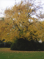 002159 Cn Gr