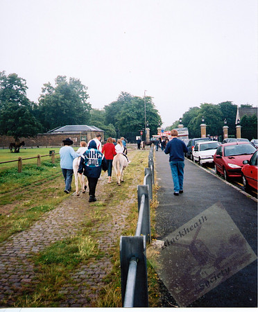003065 Donkeys