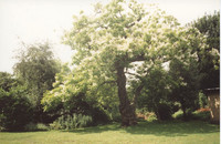 001605 Bl Pk St Michael's ch catalpa tree