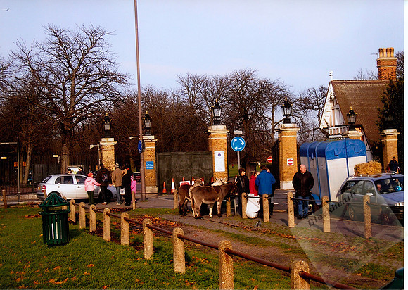003063 Donkeys