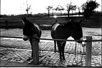 003067 Donkeys