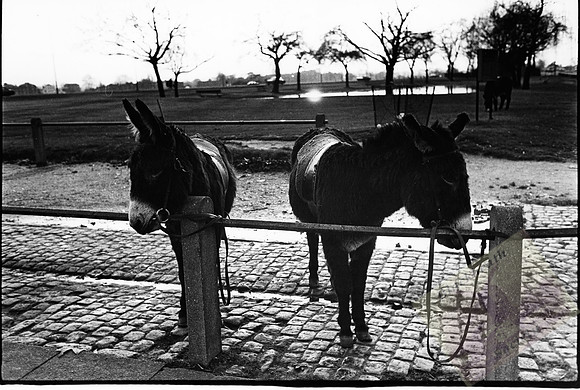 003067 Donkeys