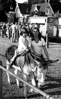 003064 Donkeys